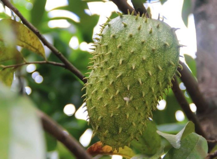 How to plant a soursop tree