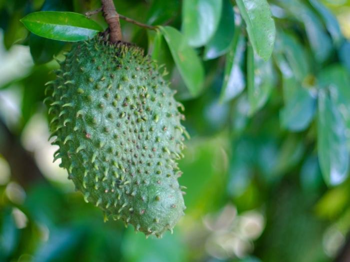 How to plant a soursop tree