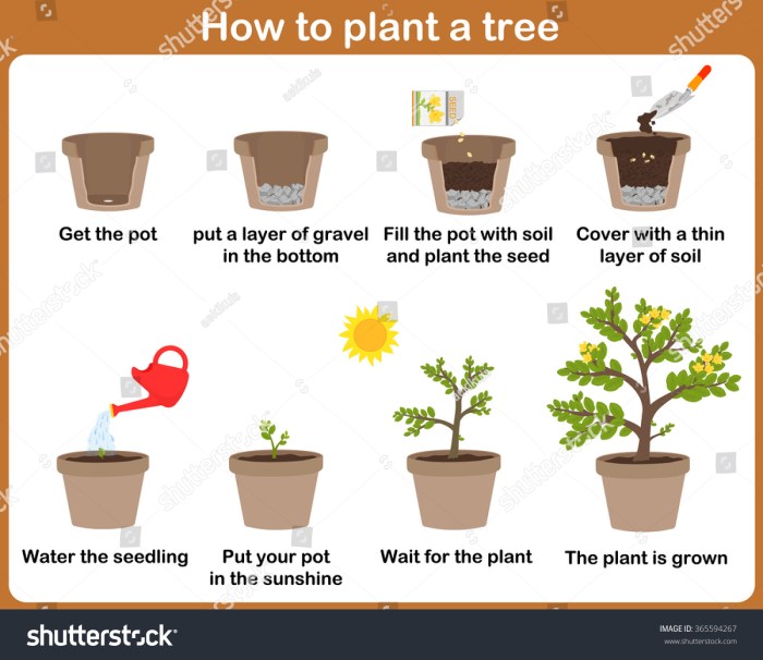 How to plant tree seeds