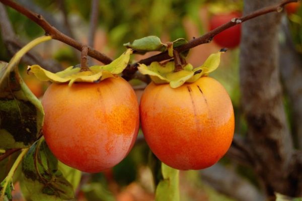 How to plant persimmon seeds