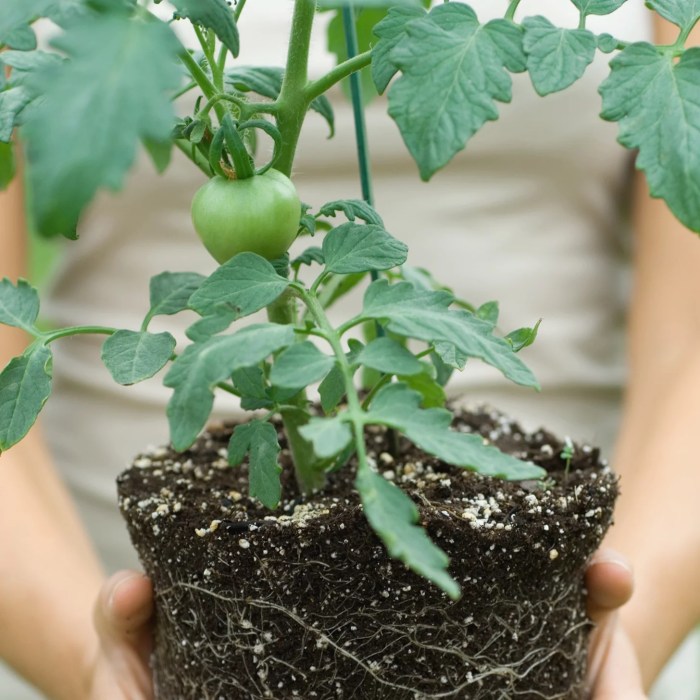 Tomato tree plant for sale