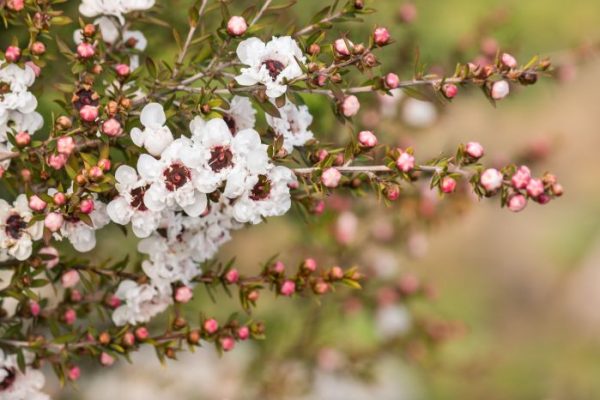 Tea tree plant images