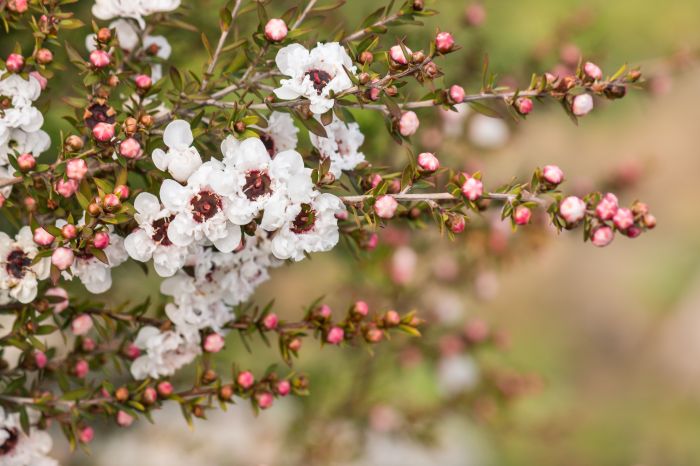 Tea tree plant images